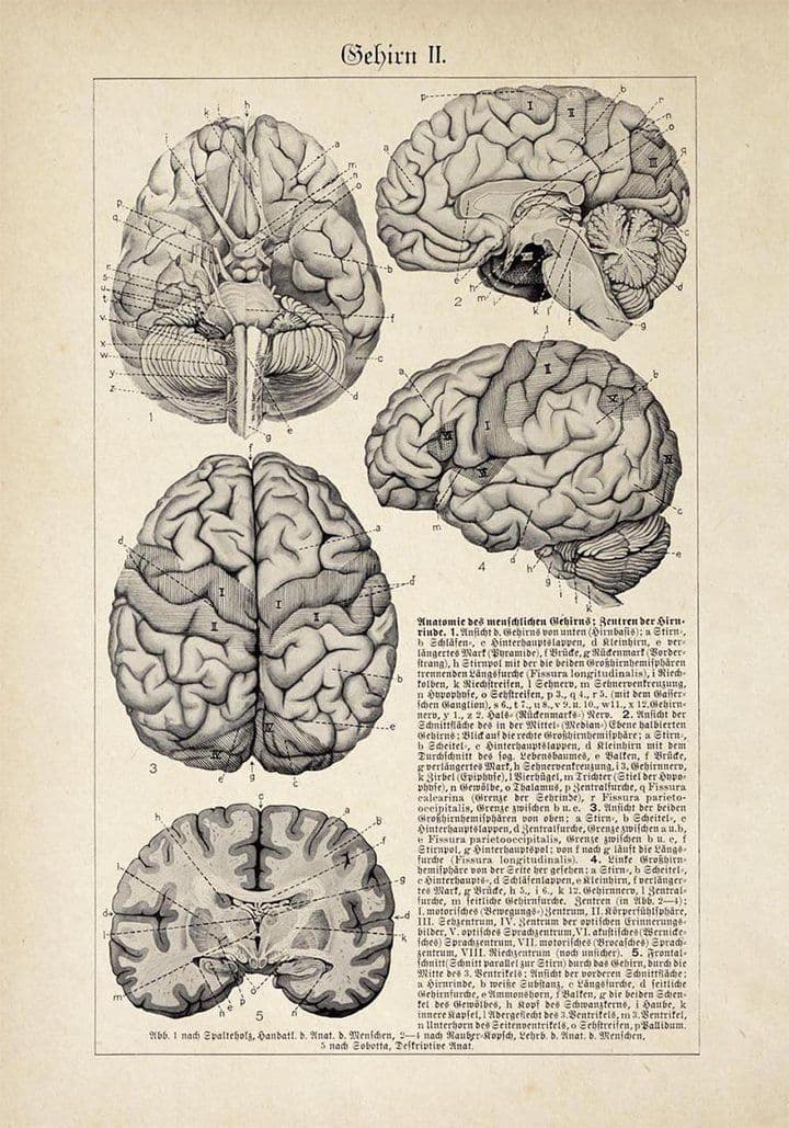 Anatomical brain illustration